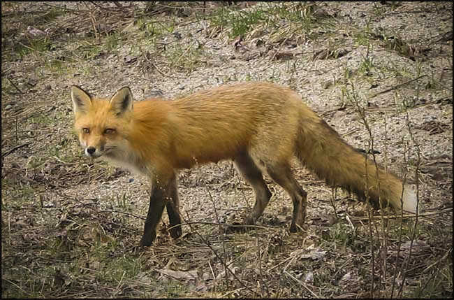 crvena lisica u lovištu